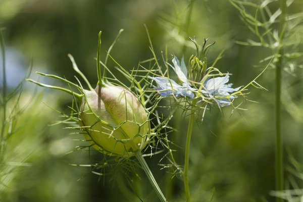 Harpagophytum : explorez ses bienfaits surprenants pour la santé